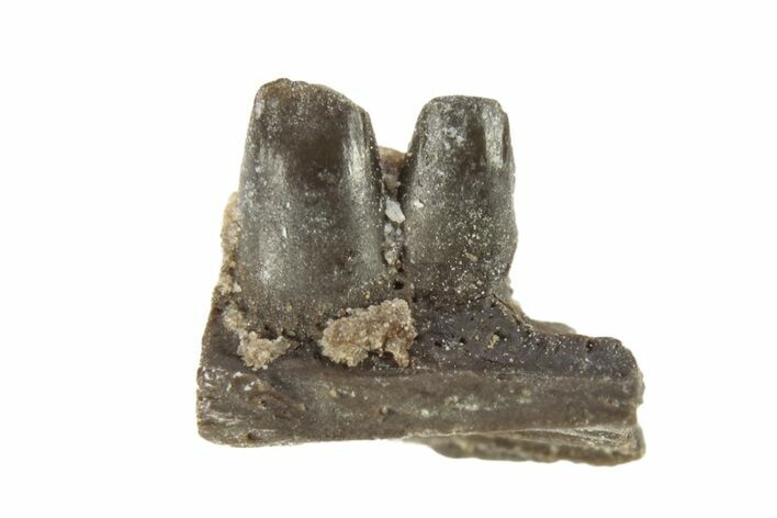 Permian Reptile Jaw Section - Oklahoma #261586